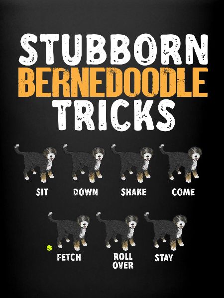 Bernedoodle Dog