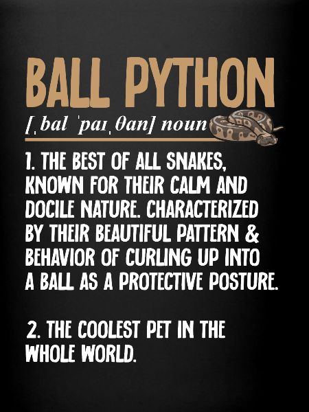 Ball Python Schlange Königspython