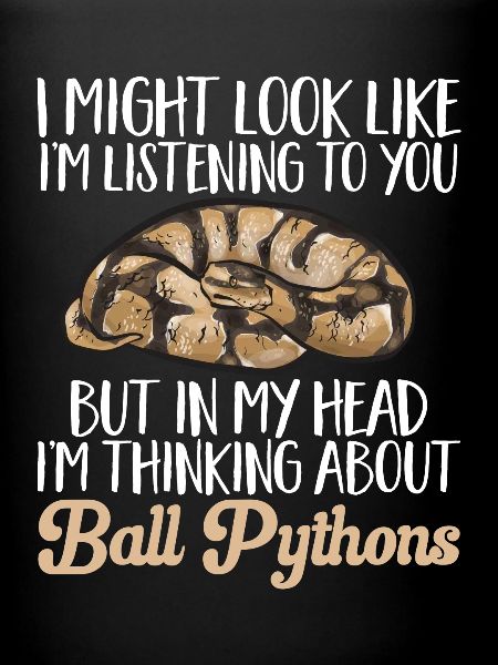 Ball Python Schlange Königspython