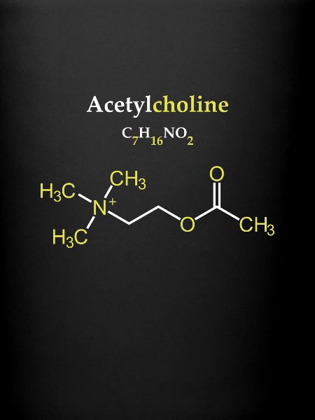 Acétylcholine Molécule