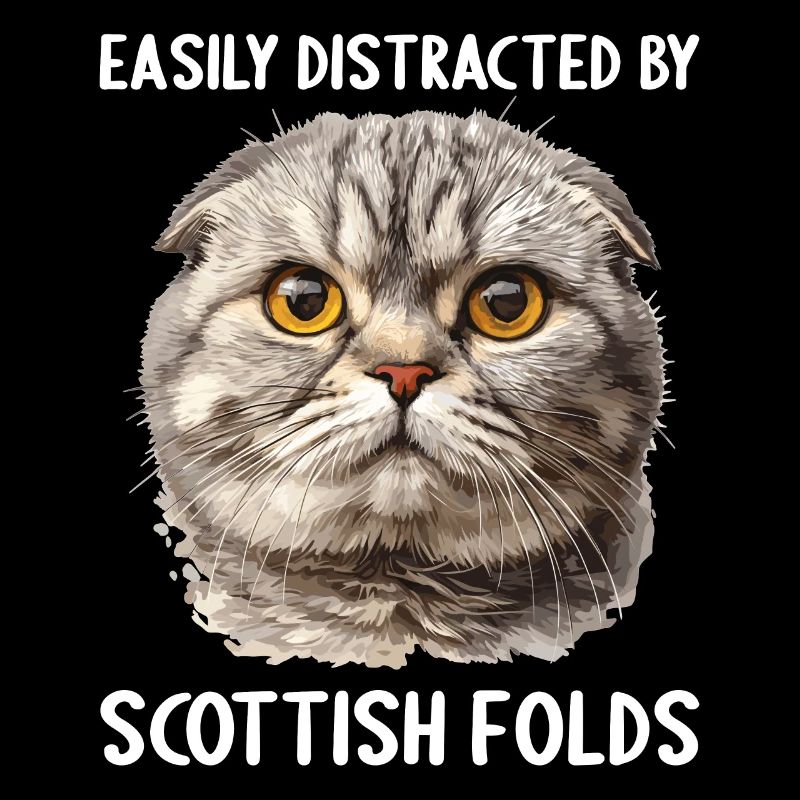 Scottish Fold chaton Scottish Fold chat