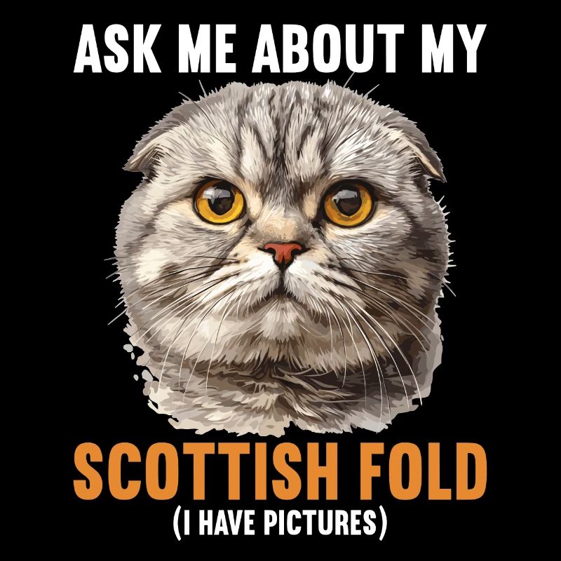 Scottish Fold Kitten Scottish Fold chat