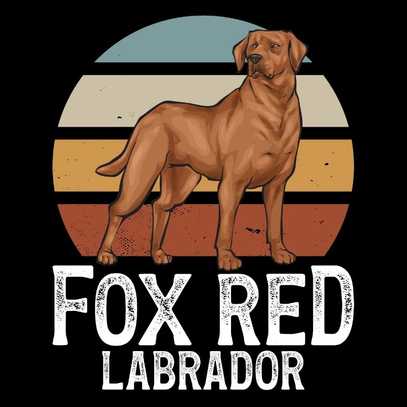 Fuchsroter Labrador Retriever Fox Labrador rouge