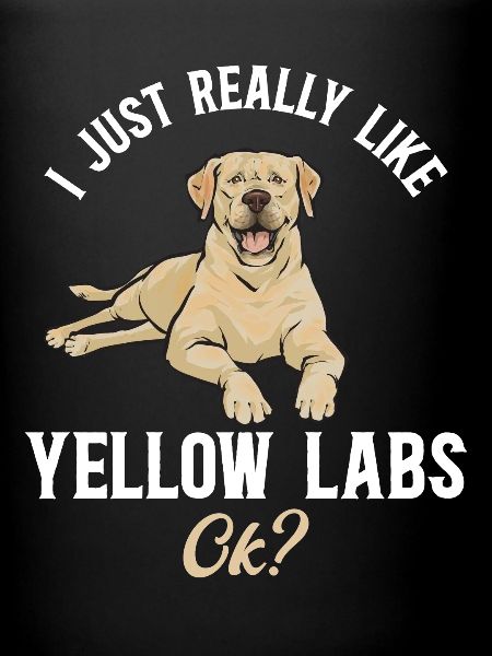 Labrador Retriever jaune