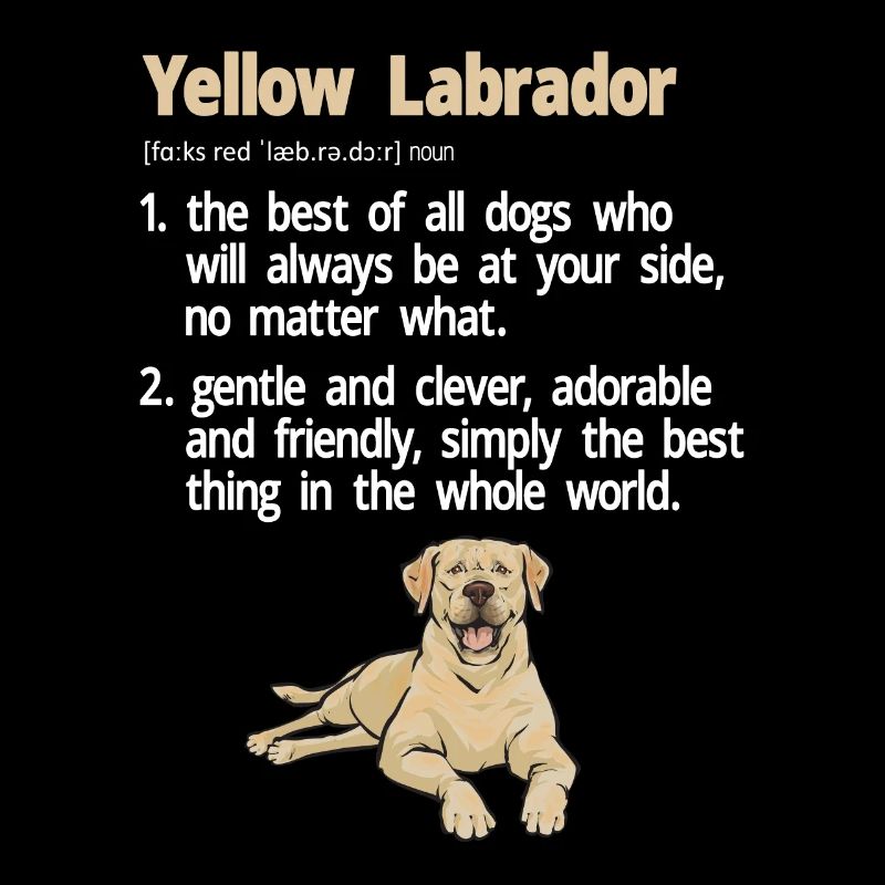 Yellow Labrador Retriever