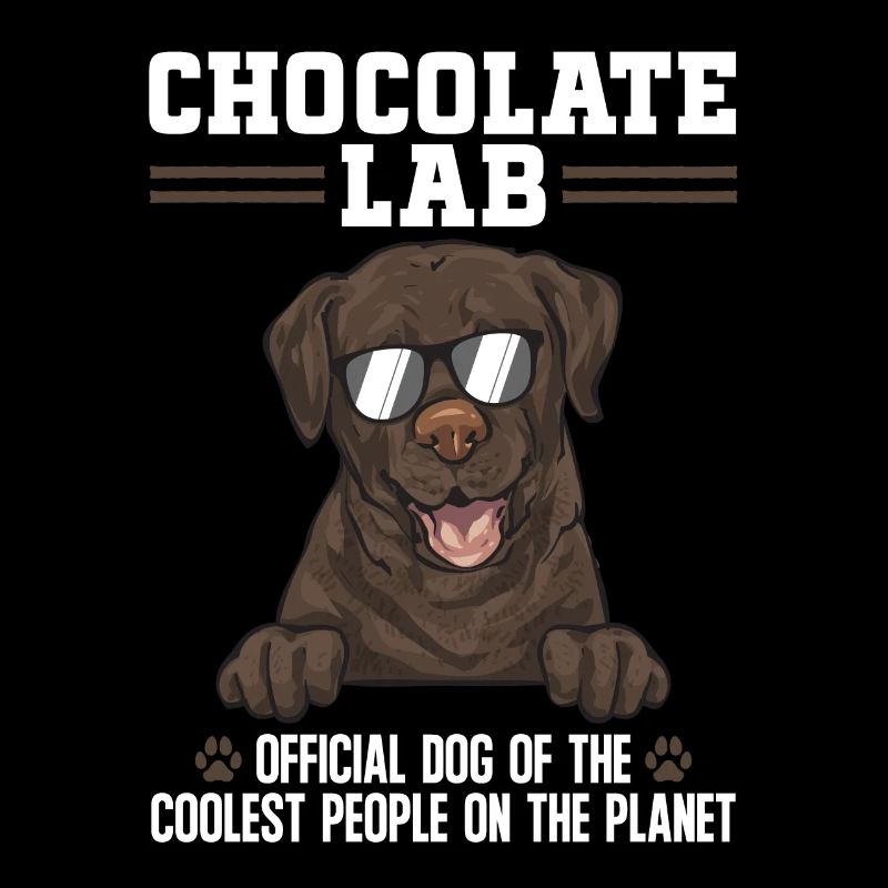Chocolate Brown Labrador Retriever Dog