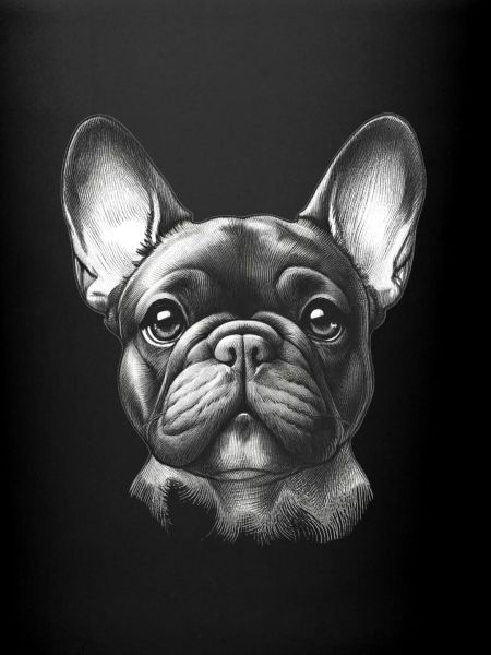 Adorable visage de Frenchie