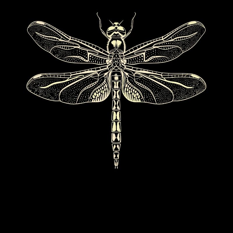 Libellule Libellule Ailes Colorées Libellules Mignonnes