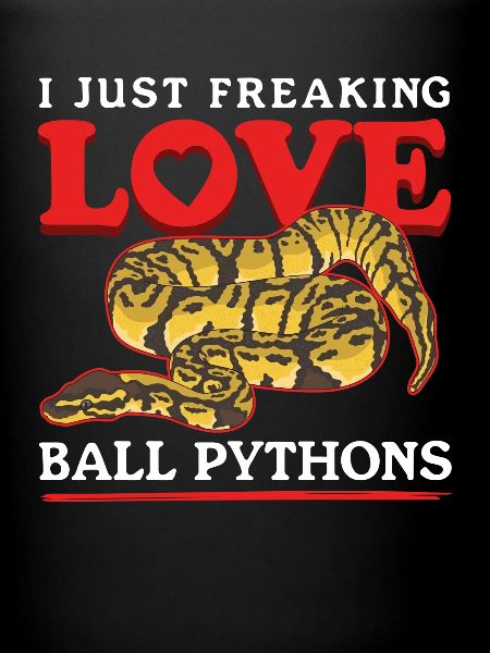 Königspython Schlangen Python Geschenke