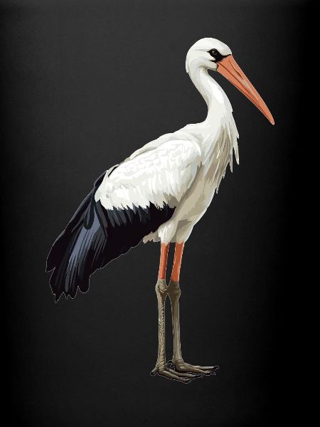 Störche Storch