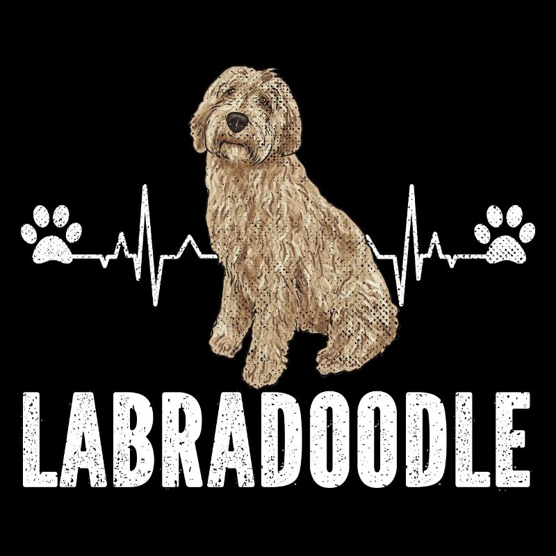 Labradoodle Hund