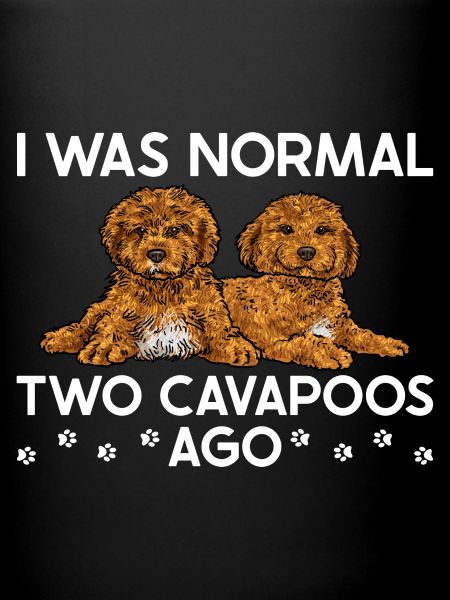 Cavapoo Cavoodle Capoodle Chien