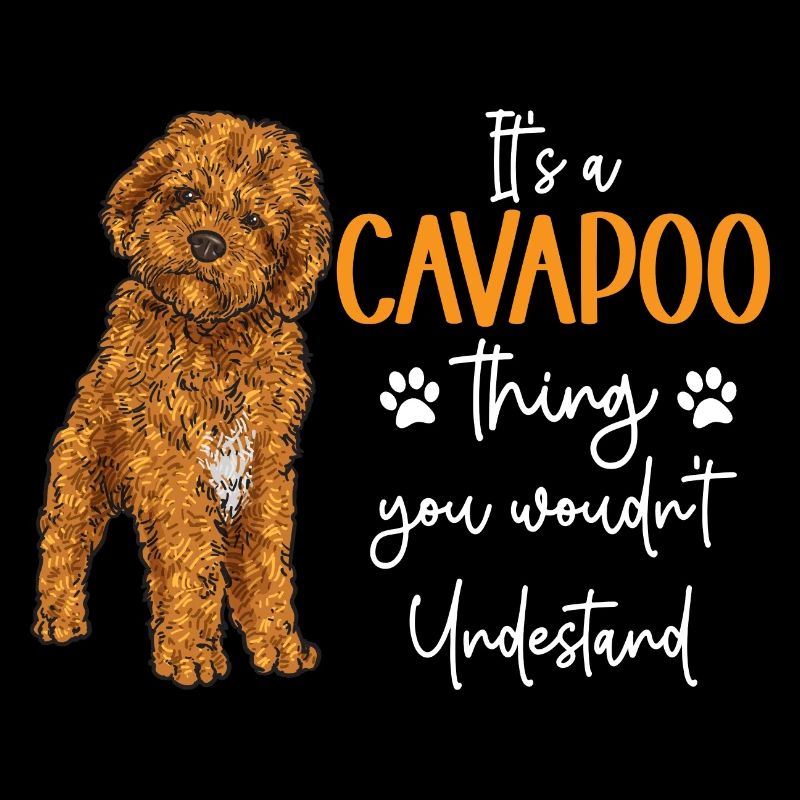 Cavapoo Cavoodle Capoodle Chien