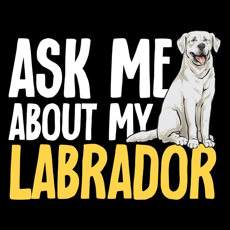 Labrador Retriever blanc Labrador Labrador blanc