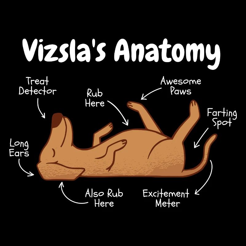 Anatomie d’un Vizsla