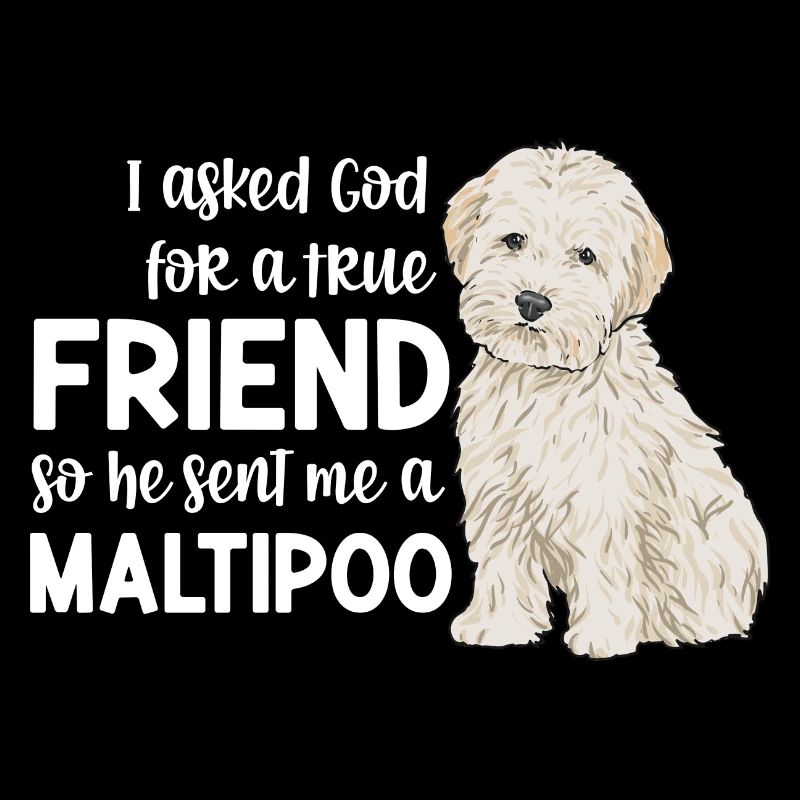Maltipoo Dog