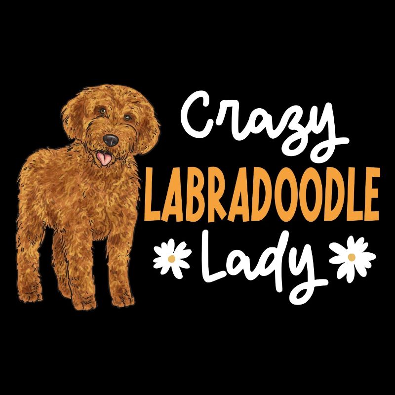 Labradoodle Hund
