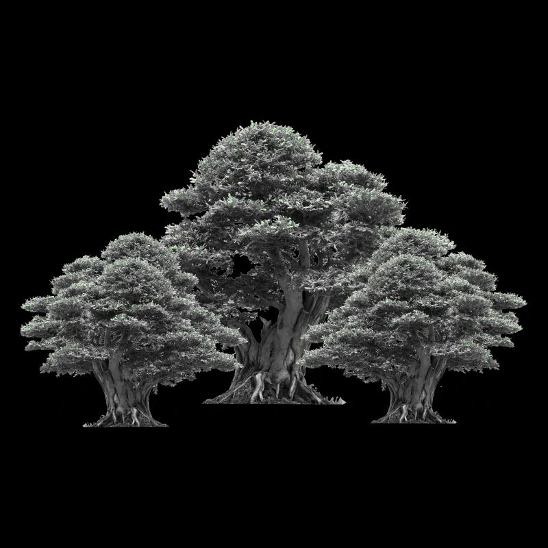 Forest, Trees, Nature, Tree, Deciduous Tree, Climate, Flora
