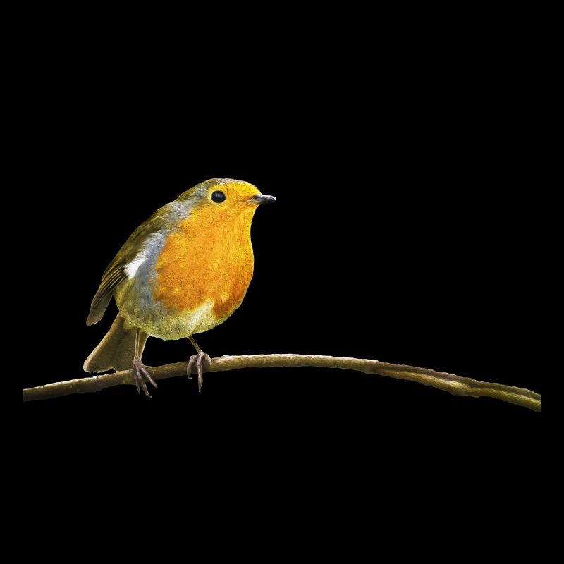 Robin