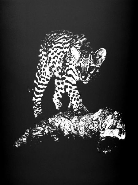 Ocelot