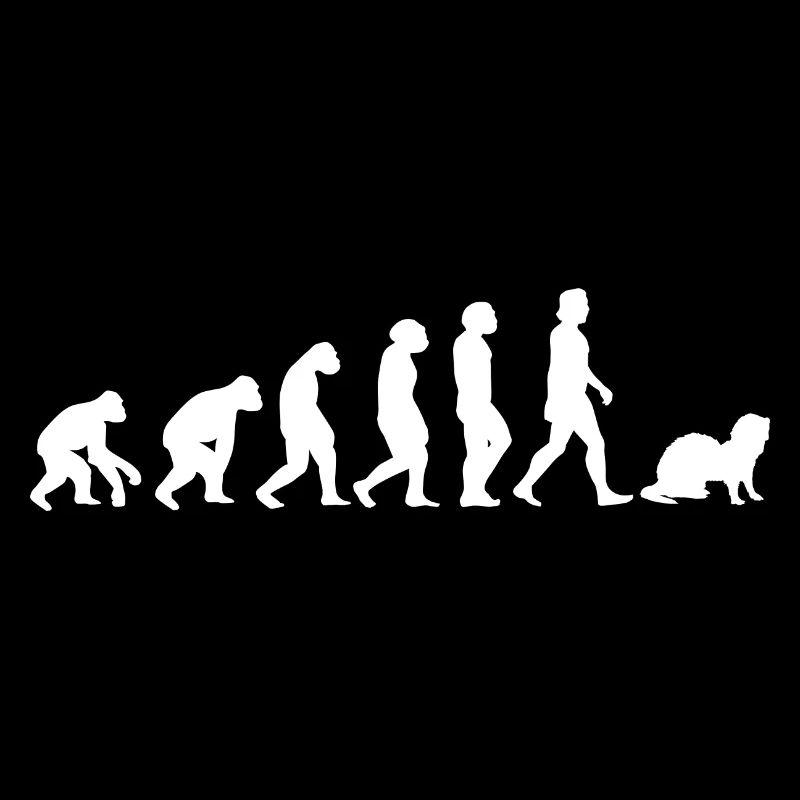 Ferrets Evolution of Humans Animals