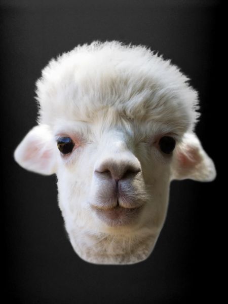 Portrait d’alpaga