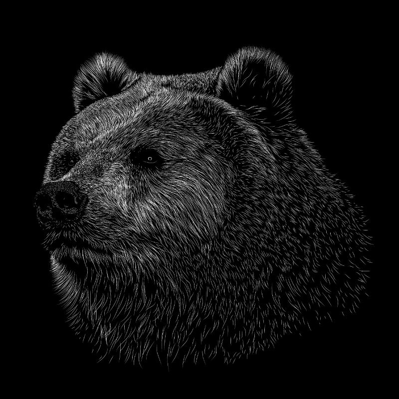 Bear Grizzly