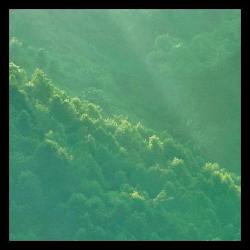 Mountain forest
