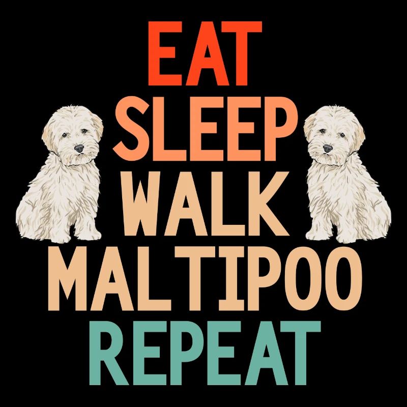 Chien Maltipoo