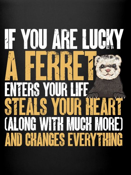 Furet, propriétaire de furet