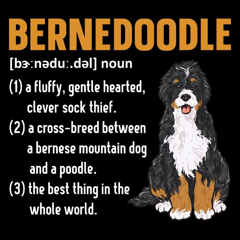 Chien Bernedoodle