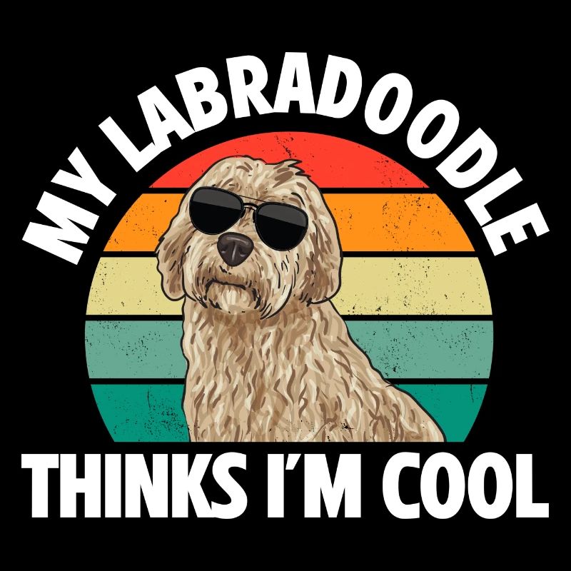 Labradoodle Chien
