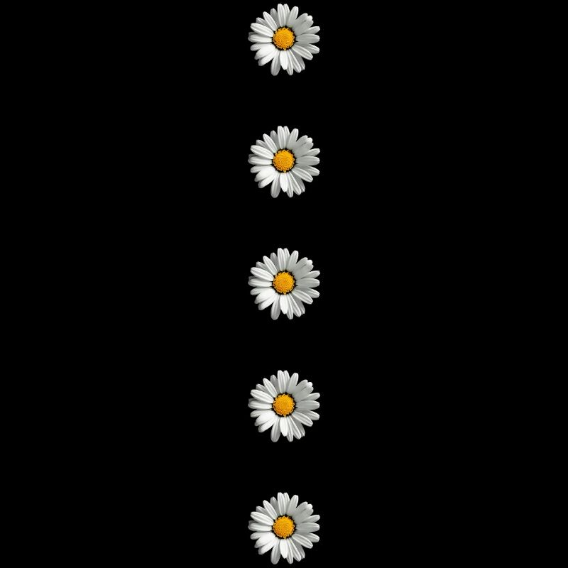Gänseblümchen, Knöpfe, Blume, Frühling, Sommer,