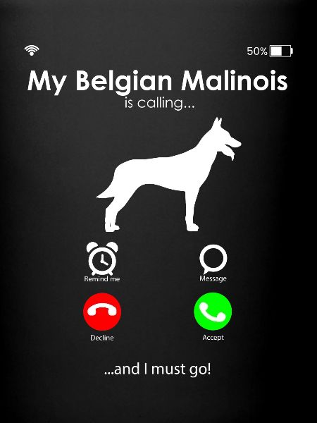 Berger belge malinois