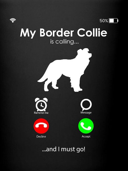 Border Collie Chien