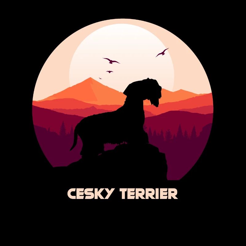 Cesky Terrier Chien - Cesky Terrier