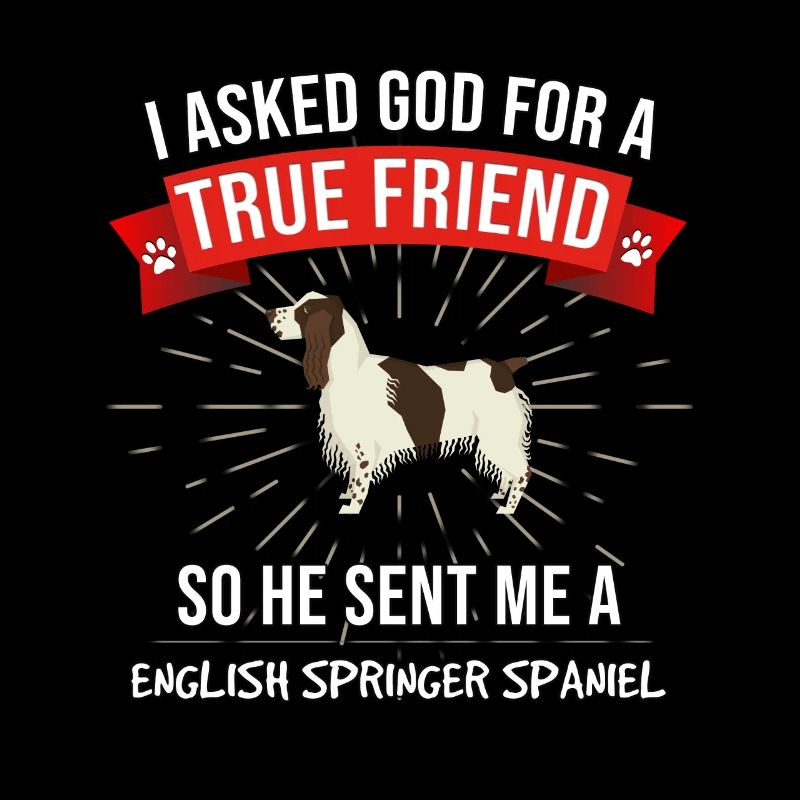 épagneul springer anglais j'ai demandé à Dieu pour un vrai
