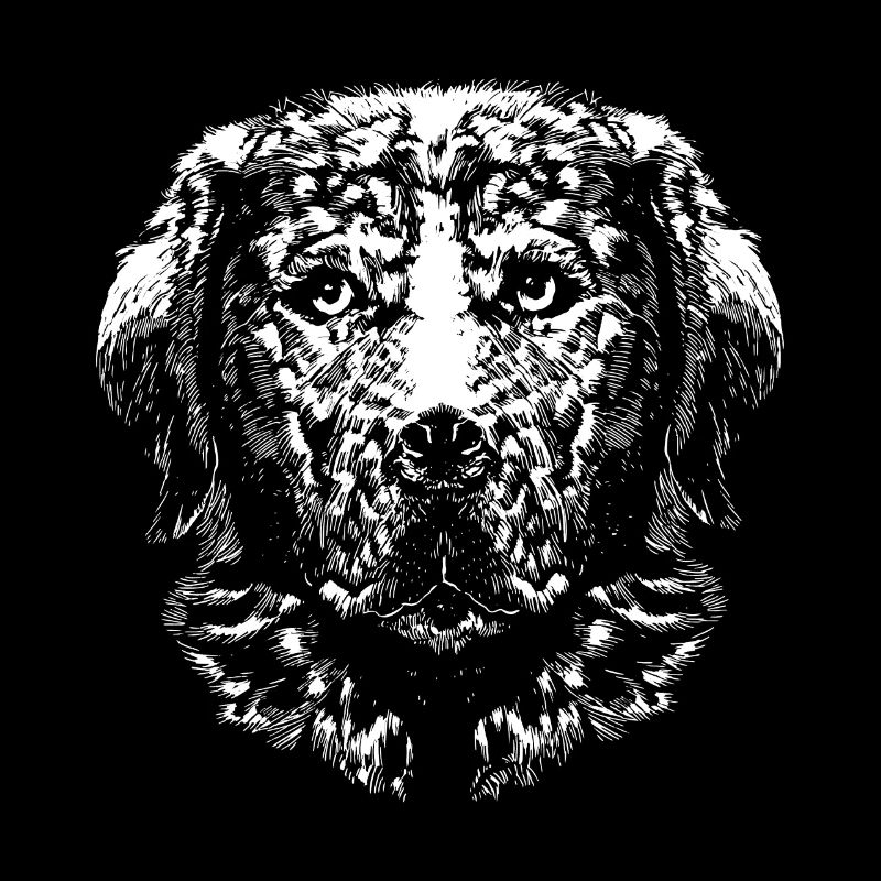 Golden Retriever - blanc