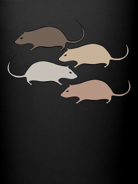 Souris, rat, rats, souris