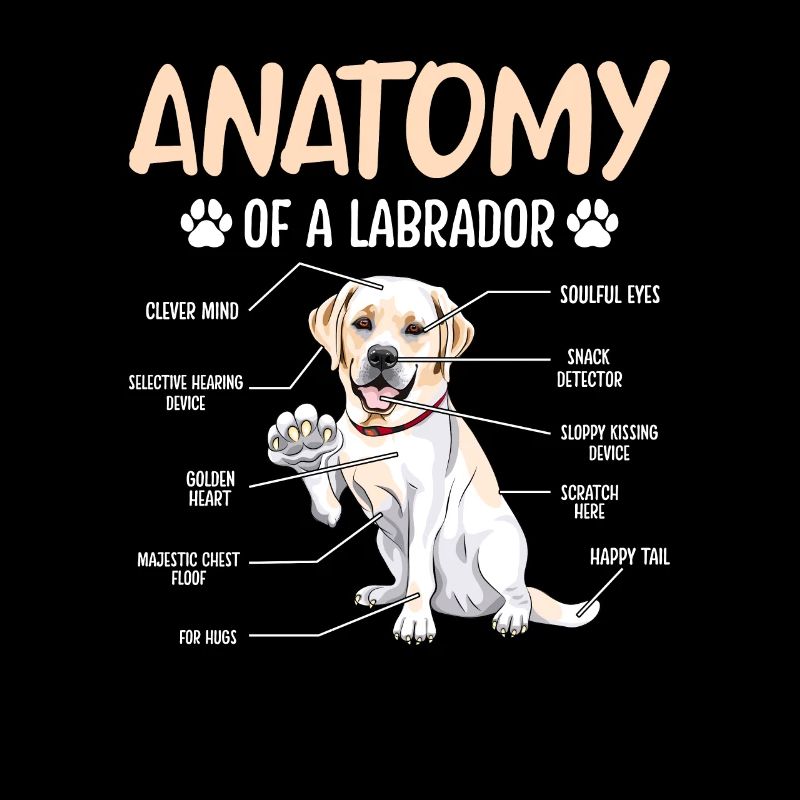Anatomie du Labrador