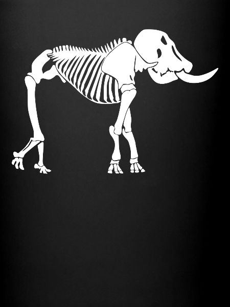 Elephant Skeleton Elephants