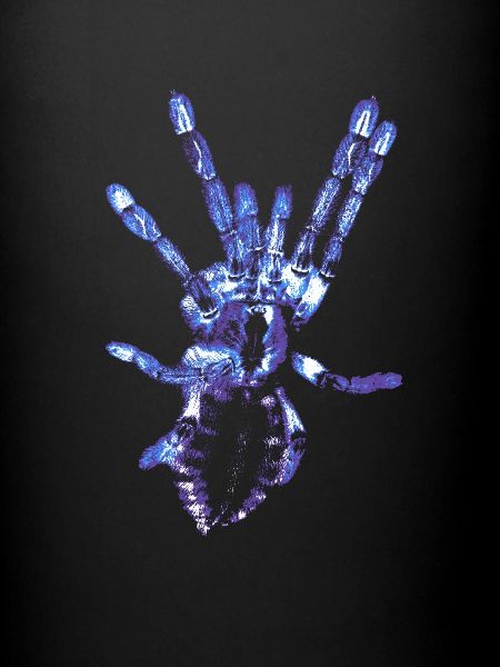 Vogelspinne