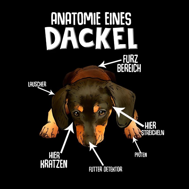 Dackel Hund Hunderasse
