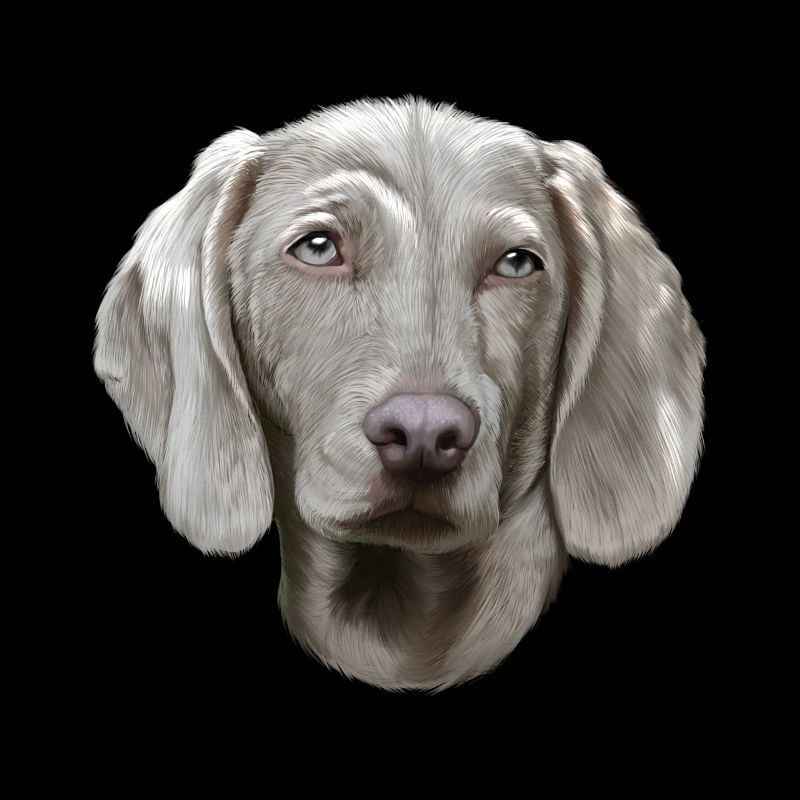 Chien Braque de Weimar