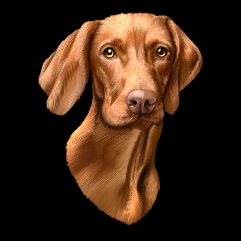 Vizsla dog