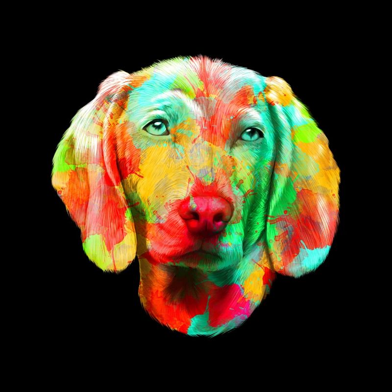 Weimaraner dog dog