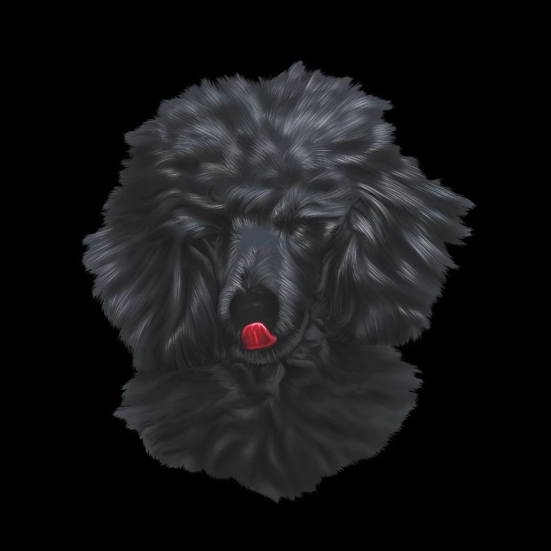Caniche roi caniche chien chien race de chien