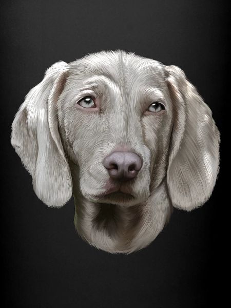 Chien Braque de Weimar