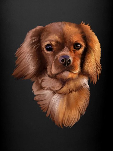Chien King Cavalier