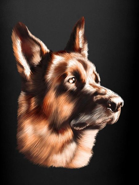 Deutscher Schäferhund